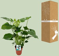 Monstera Deliciosa - Ø19cm - 60cm-2