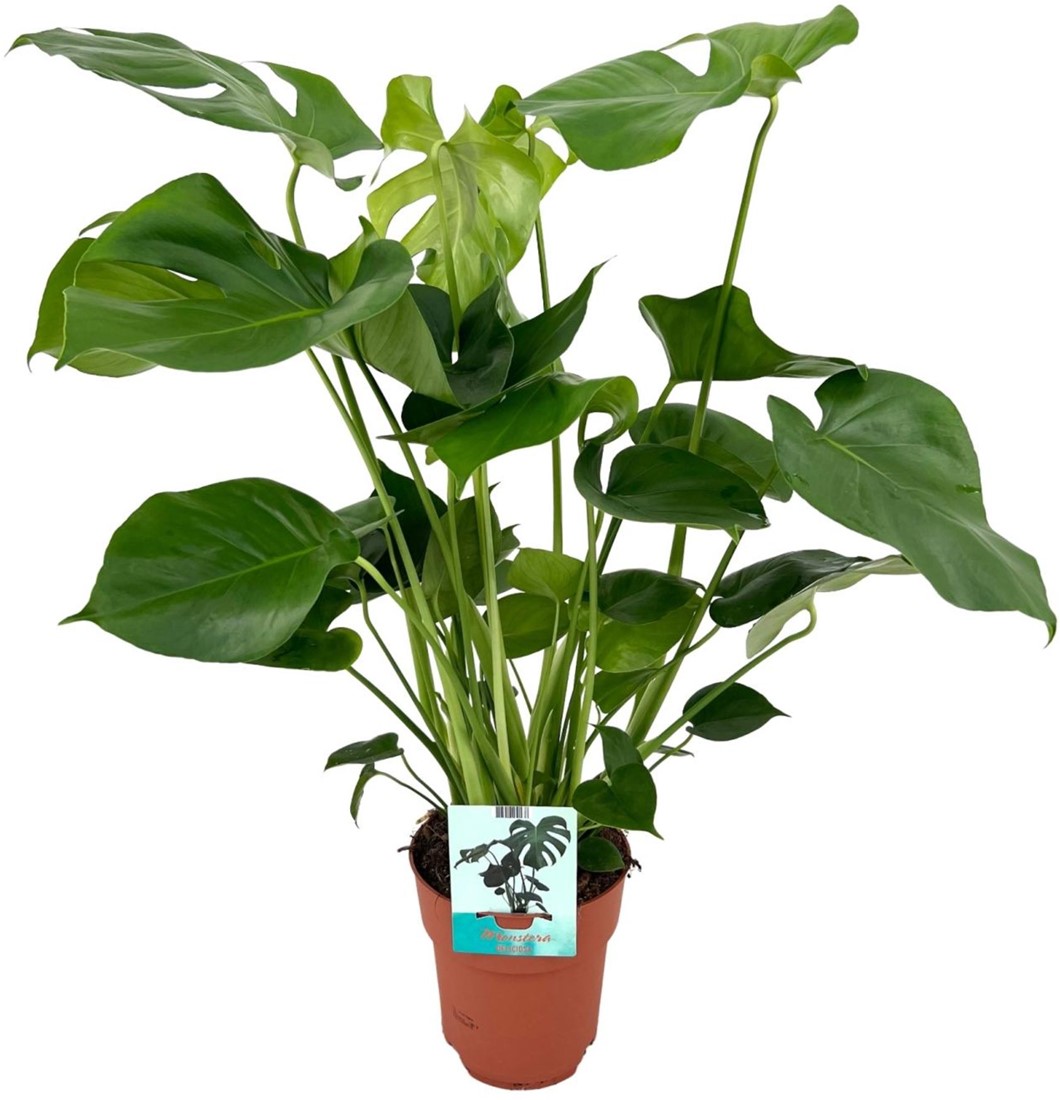Buy Monstera Deliciosa - Ø19cm - 60cm Houseplant Online