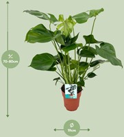 Monstera Deliciosa - Ø19cm - 60cm-3