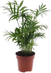 Chamaedorea Elegans - Mexican Parlour Palm - Ø12cm - 40cm