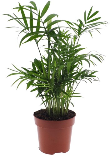 Chamaedorea Elegans - Mexicaanse Bergpalm - Ø12cm - 40cm