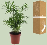 Chamaedorea Elegans - Mexicaanse Bergpalm - Ø12cm - 40cm-2