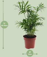 Chamaedorea Elegans - Mexicaanse Bergpalm - Ø12cm - 40cm-3
