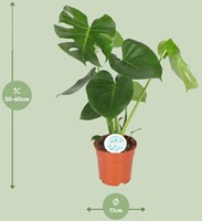 Monstera Deliciosa - Ø17cm - 55cm-3