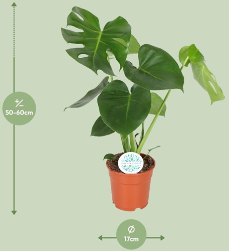 Monstera Deliciosa - Ø17cm - 55cm-3