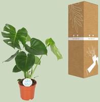 Monstera Deliciosa - Ø17cm - 55cm-2