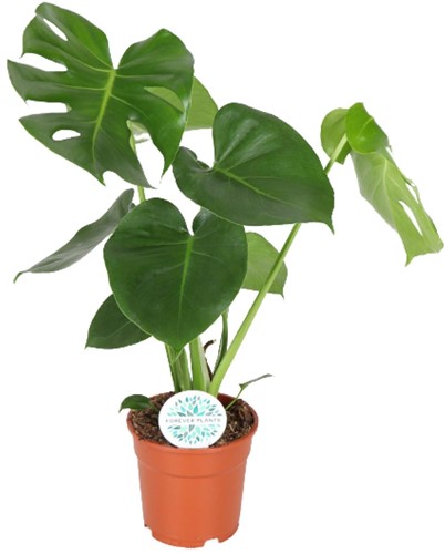 Monstera Deliciosa - Ø17cm - 55cm