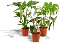 Monstera Deliciosa - Ø21cm - 75cm + Alocasia Zebrina - Ø19cm - 75cm + Strelitzia Nicolai - Ø19cm - 85cm