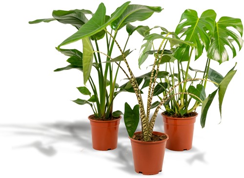 Monstera Deliciosa - Ø21cm - 75cm + Alocasia Zebrina - Ø19cm - 75cm + Strelitzia Nicolai - Ø19cm - 85cm
