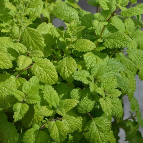 Balm lemon (Container Plant)