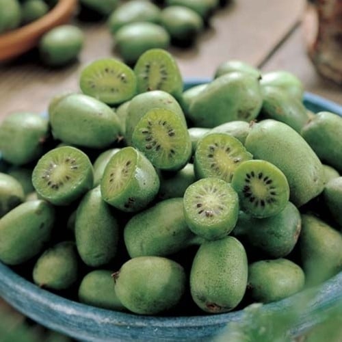 Hardy Kiwi Issai - Actinidia Arguta