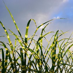 Miscanthus sinensis Strictus - Chinese Silver Grass