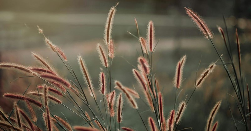 August garden tasks with Modeste Herwig: ornamental grasses, summer cuttings, harvesting and preventing self-seeding