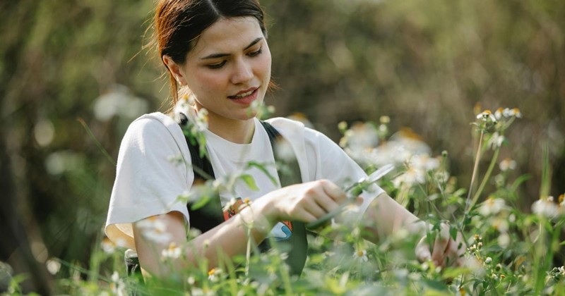 July garden tasks with Modeste Herwig: summer blooms, roses and holiday prep