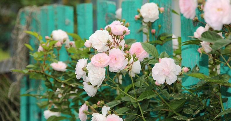 September garden tasks with Modeste Herwig – vibrant colours, late flowers and plans for the new season