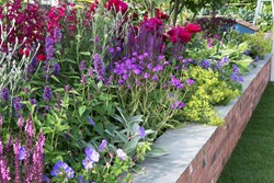 Ready-Made Long Flowering Border - Modeste Herwig (33 plants)