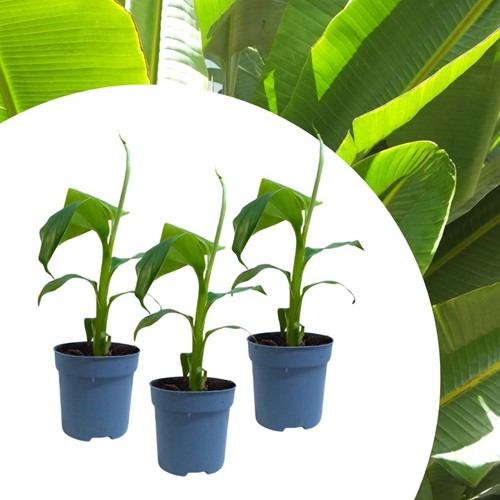 Musa Basjoo - Japanese fiber banana (Three-pack)