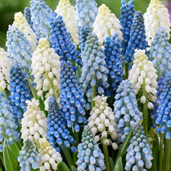 Muscari Mix (Large Pack) - Grape Hyacinth