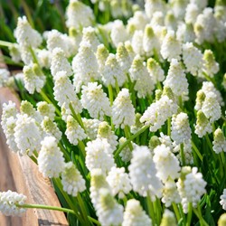Grape Hyacinths White Magic – Muscari (XL-Pack)