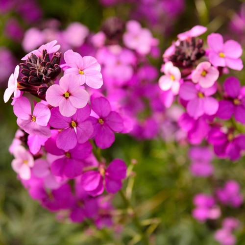 Wallflower Bowles Mauve - Erysimum Linifolium