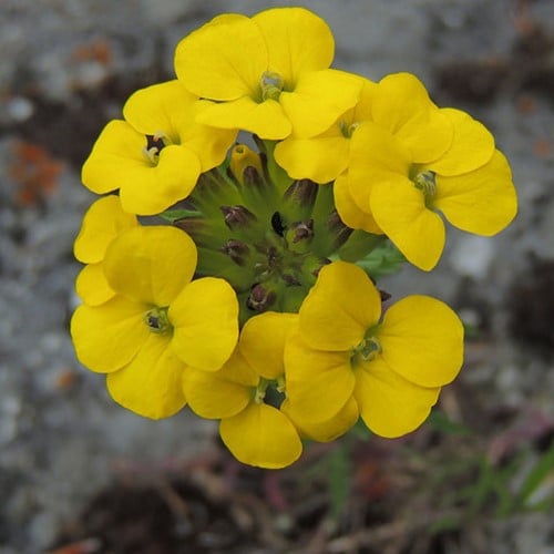 Wallflower Yellow Bird - Erysimum linifolium