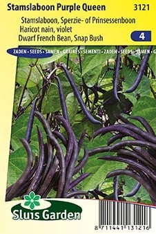 Dwarf French Bean Purple Queen - Phaseolus Vulgaris