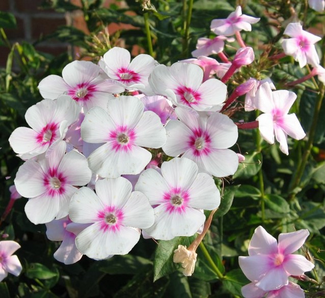 Phlox discount