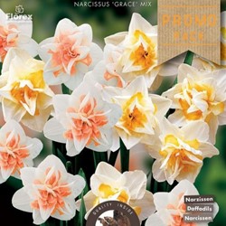 Daffodil Grace Mix - Narcissus