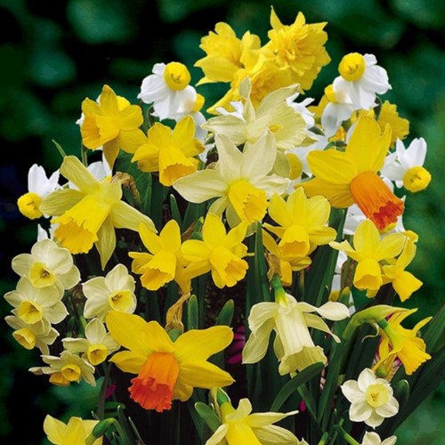 Daffodils Botanical Mix (Large Pack) - Narcissus