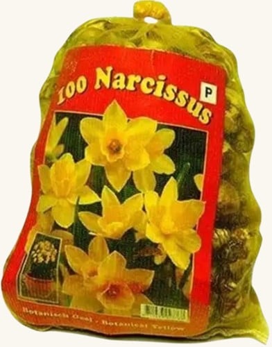 Daffodils Botanical (XL-Pack) - Narcissus
