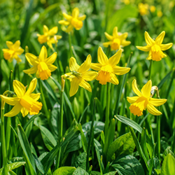 Daffodils Botanical (XL-Pack) - Narcissus