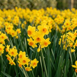 Multifloral Daffodils Golden Dawn (XL-Pack)