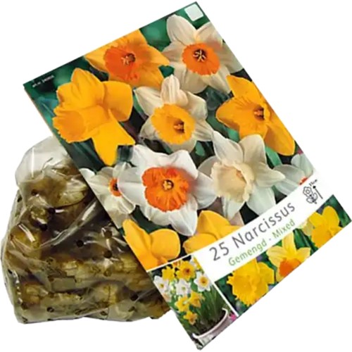 Daffodils Large Flowering Mix - Narcissus