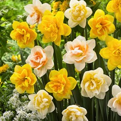 Daffodils Double Mix - Narcissus
