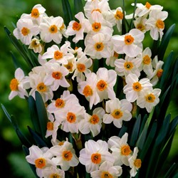 Daffodil Geranium - Narcissus