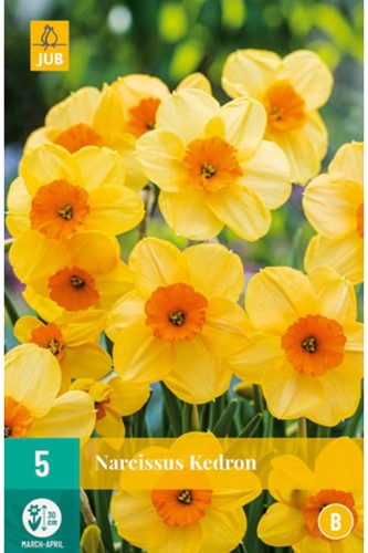 Daffodil Kedron - Narcissus