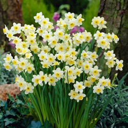 Daffodil Minnow - Narcissus