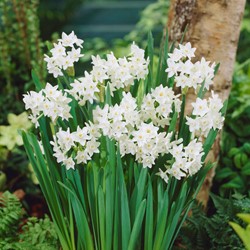 Daffodils Paperwhite (Large Pack) - Narcissus