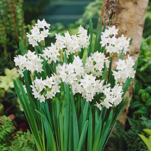 Daffodils Paperwhite (Large Pack) - Narcissus