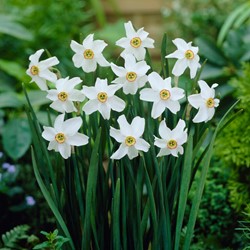Daffodil Recurvus - Narcissus