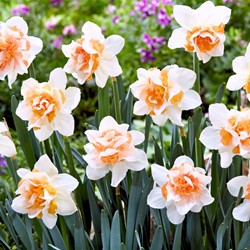Daffodils Replete (Large Pack) - Narcissus