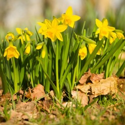 Daffodil Tete a Tete - Narcissus