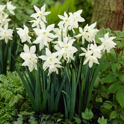Narcissus Thalia – Daffodils BIO