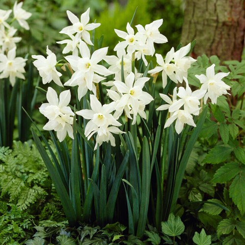 Narcissus Thalia – Daffodils BIO