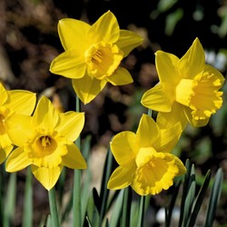 Daffodils Large Cupped Yellow - Narcissus