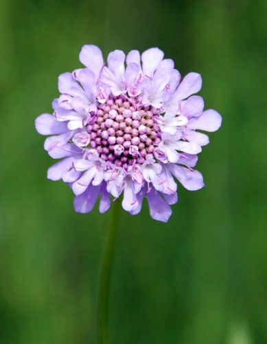 Scabiosa caucasica Perfecta - Scabious