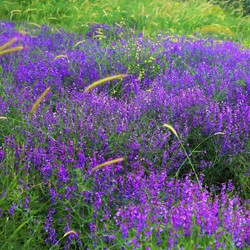 Nepeta faassenii - Catnip