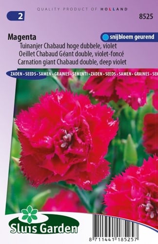Carnation Magenta  ? Dianthus Chabaud
