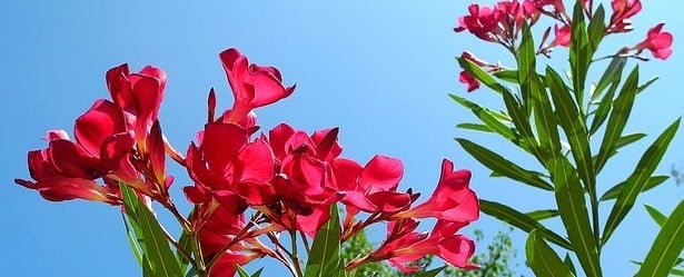 Prune oleander