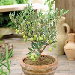 Olive - Olea europaea